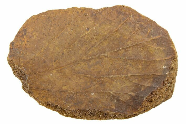 Fossil Leaf Nodule - Hell Creek Formation #253085